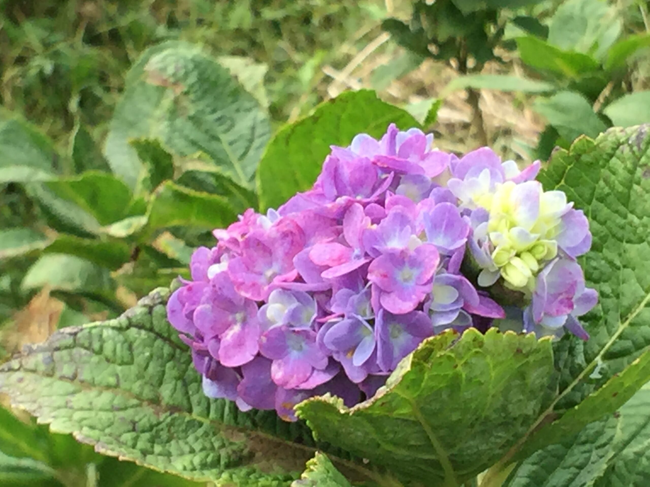 竹子湖∙花與樹繡球花田