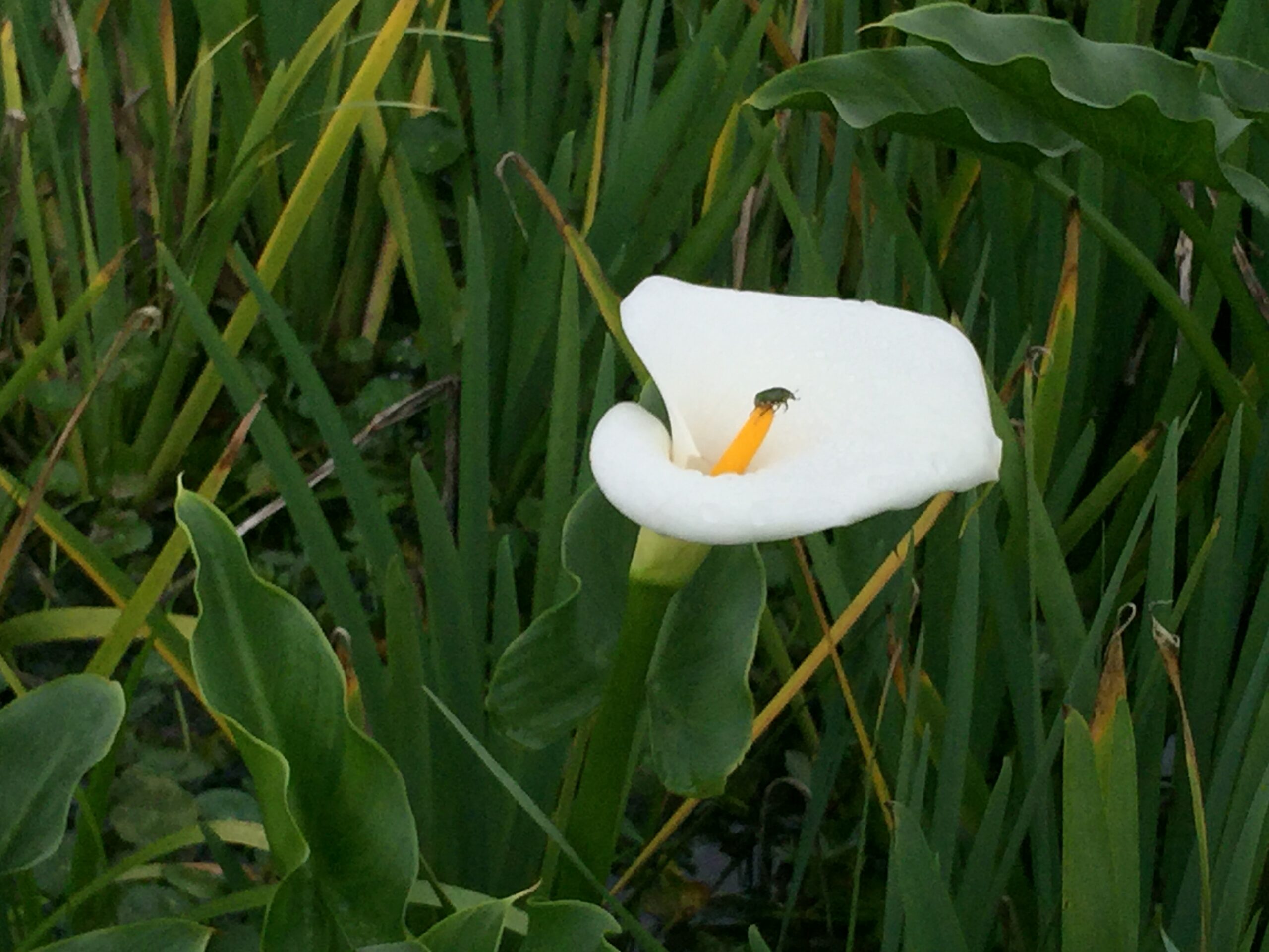 竹子湖∙花與樹繡球花田