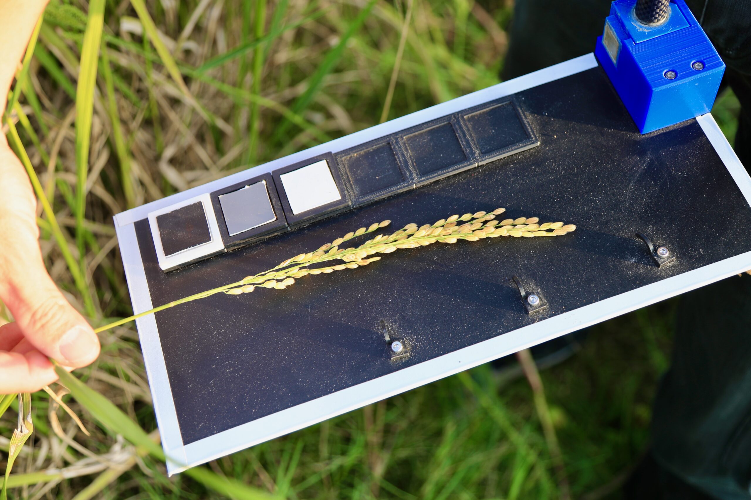 Gogo Rice Tag HUNG CHANG RICE MILLER | Gogo-TaiwanFarm