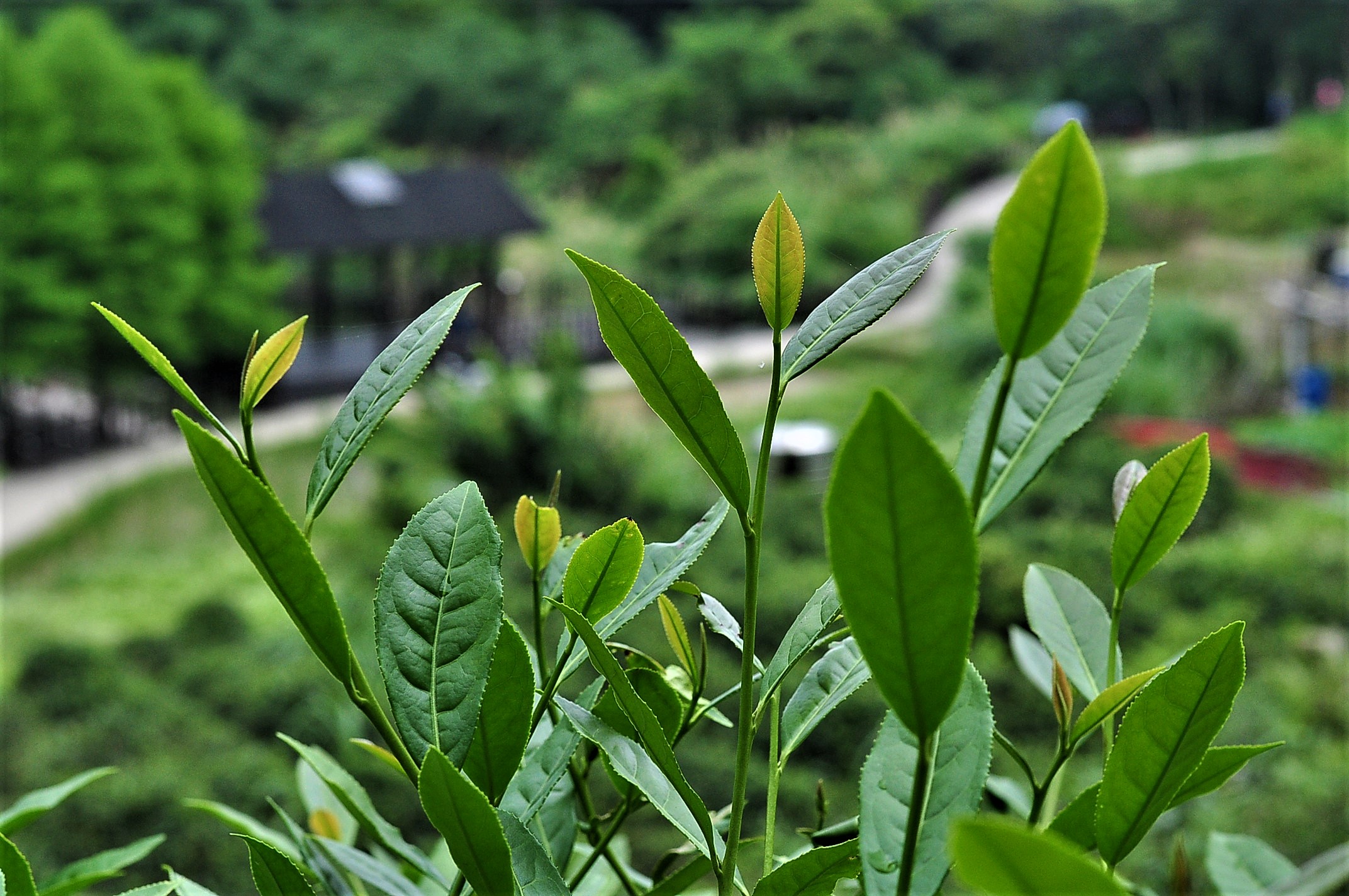 LIU JI XIANG TEA HOUSE 10