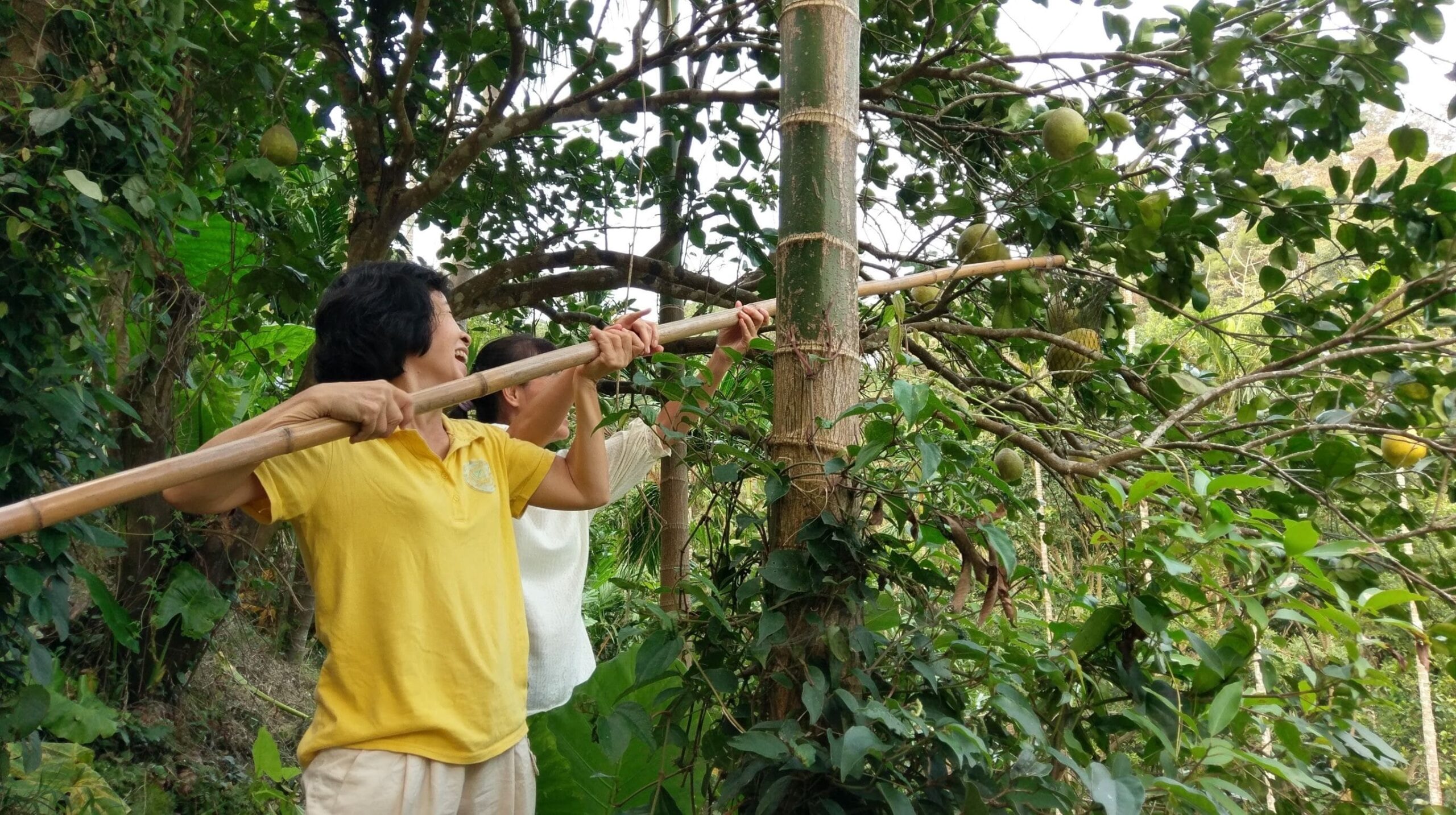 BEI YAN JIU FARM 5