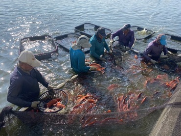 紅色的赤鰭笛鯛在魚塭中很顯眼／佳南漁場提供