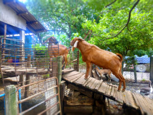 Happy Sheep Farm