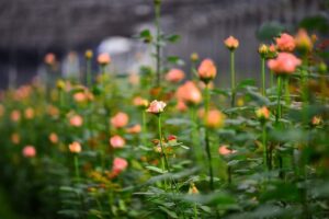 Jiang’s Rose Garden