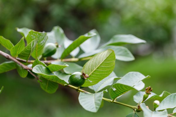 芭哥樂妹-2