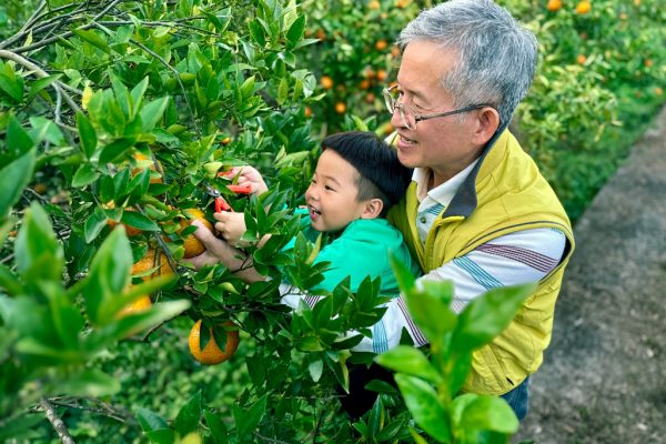 桔祥農莊體驗採果樂趣。