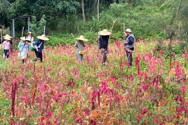 05.帶領著遊客在紅藜田中進行實地實體解說。(卜拉米喇晌小棧提供)