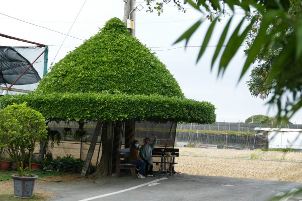 2-3主人將榕樹修剪成大斗笠造型，成為遊客休憩的最佳去處